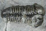 Detailed Gerastos Trilobite Fossil - Morocco #363954-1